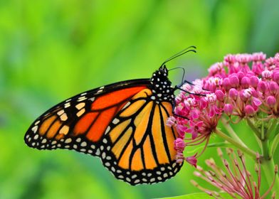 Closeup butterfly