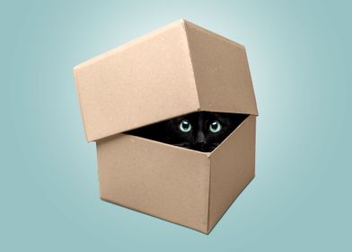 Cat Eyes In Cardboard Box