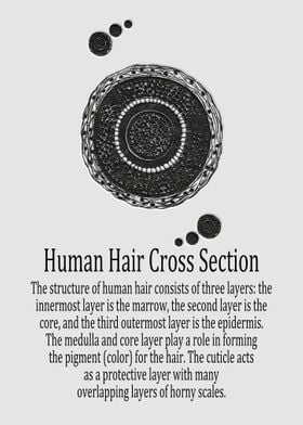 Human Hair Cross Section