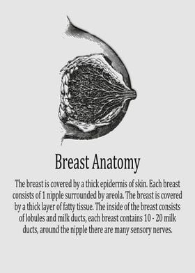 Breast Anatomy