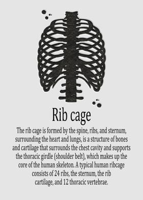 Rib cage