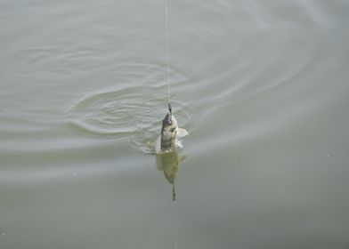 Fishing