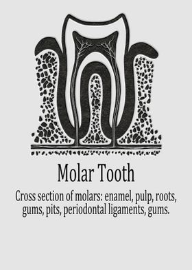 Molar Tooth