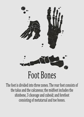 Foot Bones