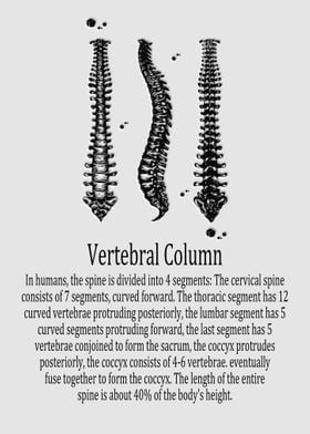 Vertebral Column