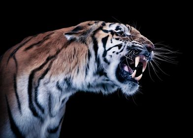Tiger Roar' Poster by Animal Planet | Displate