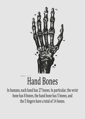 Hand Bones