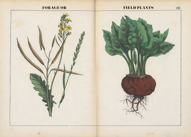 Vegetable art poster