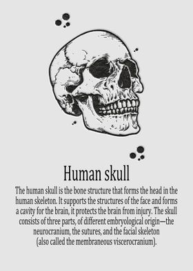 Human skull