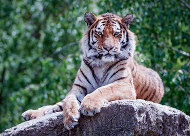 Tiger Observer' Poster by Animal Planet | Displate