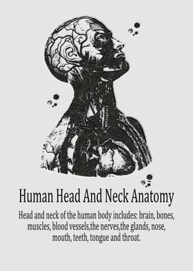 Human head and neck