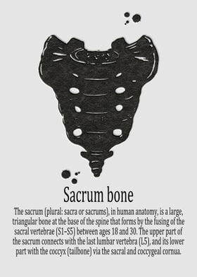 Sacrum bone