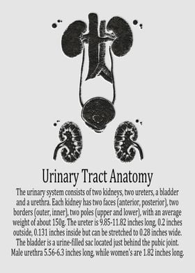 Urinary Tract Anatomy