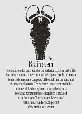 Brain stem