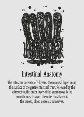 Intestinal Anatomy