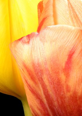 closeup of two tulips