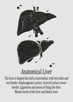 Anatomical Liver