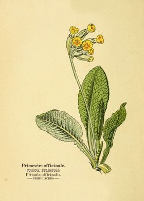 Atlas de poche des plantes