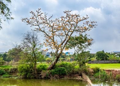 A golden bombax tree