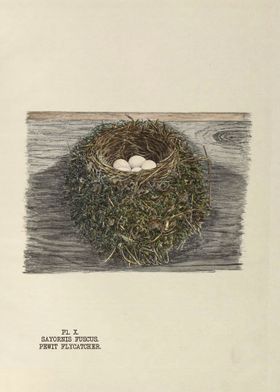 The nests and eggs of bird