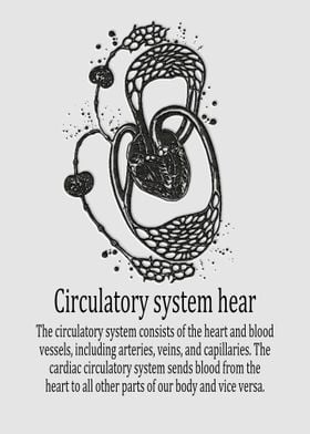 Circulatory System Heart