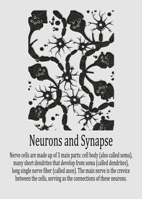 Neurons and Synapse