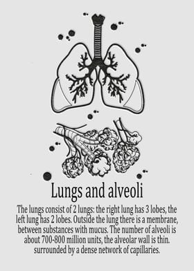 Lungs and alveoli