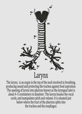 Larynx