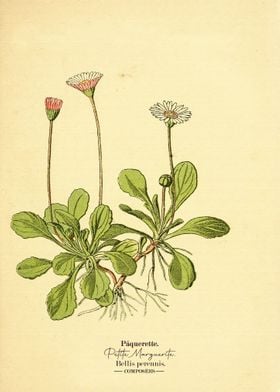 Atlas de poche des plantes