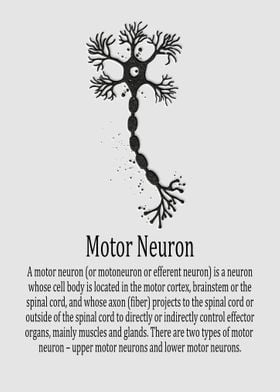 Motor Neuron