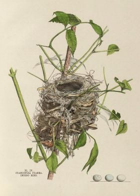 The nests and eggs of bird