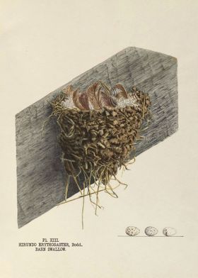 The nests and eggs of bird