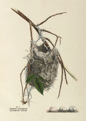 The nests and eggs of bird