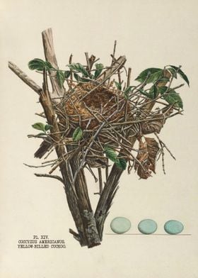 The nests and eggs of bird