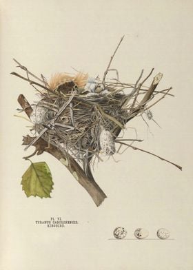 The nests and eggs of bird