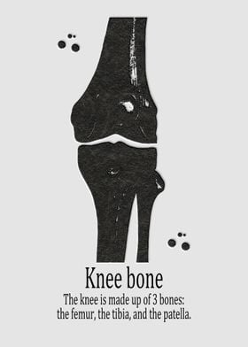 Knee bone