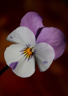 Viola flower blossom macro