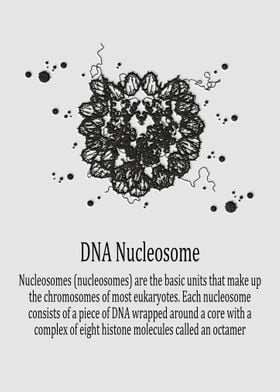 DNA Nucleosome