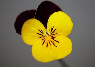 Colorful viola tricolor