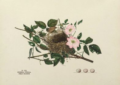 Nests and Eggs of Bird