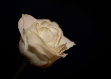 White rose flower close up