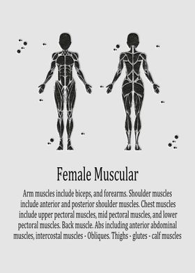 Female Muscular