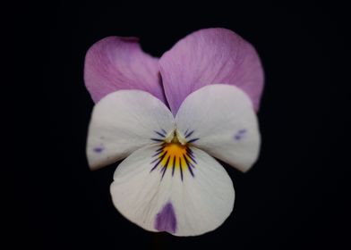 Viola tricolor flowering