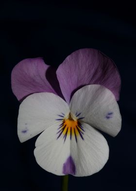 Viola flower blossom macro