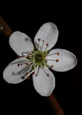 White prunus flower macro