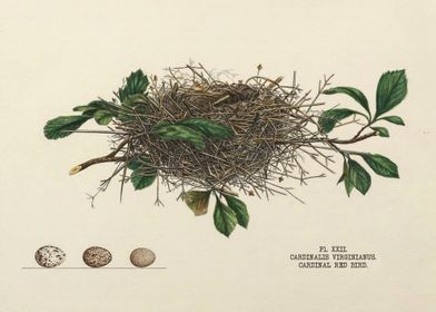 Nests and Eggs of Birds