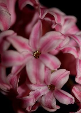 Hyacinthus flower blossom