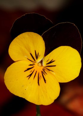 Viola flower blossom macro