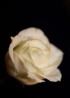 White rose flower close up