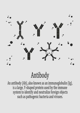 Antibody